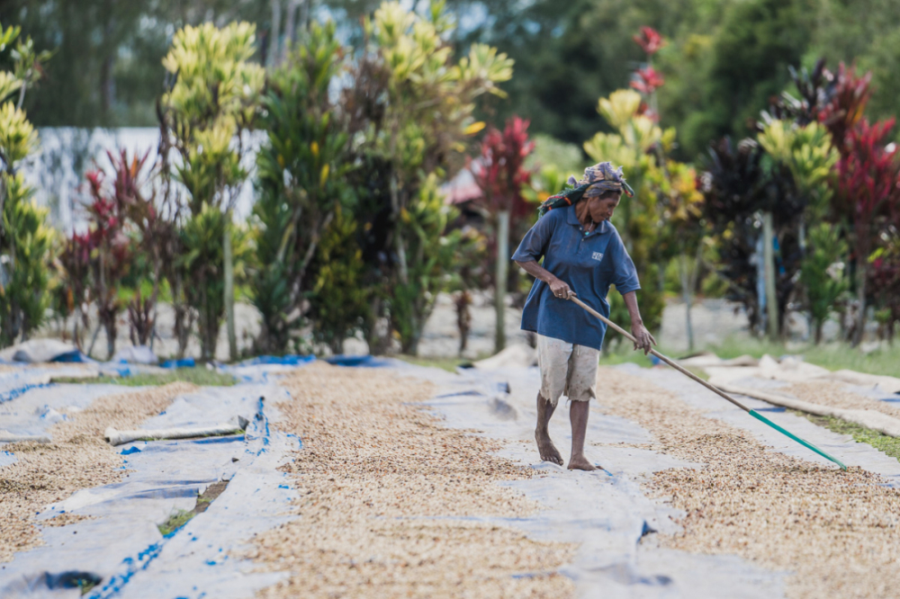 How to Choose Papua New Guinea Coffee Beans? Flavor Profiles, Growing Regions, and an In-Depth Look at Heaven Bird Estate