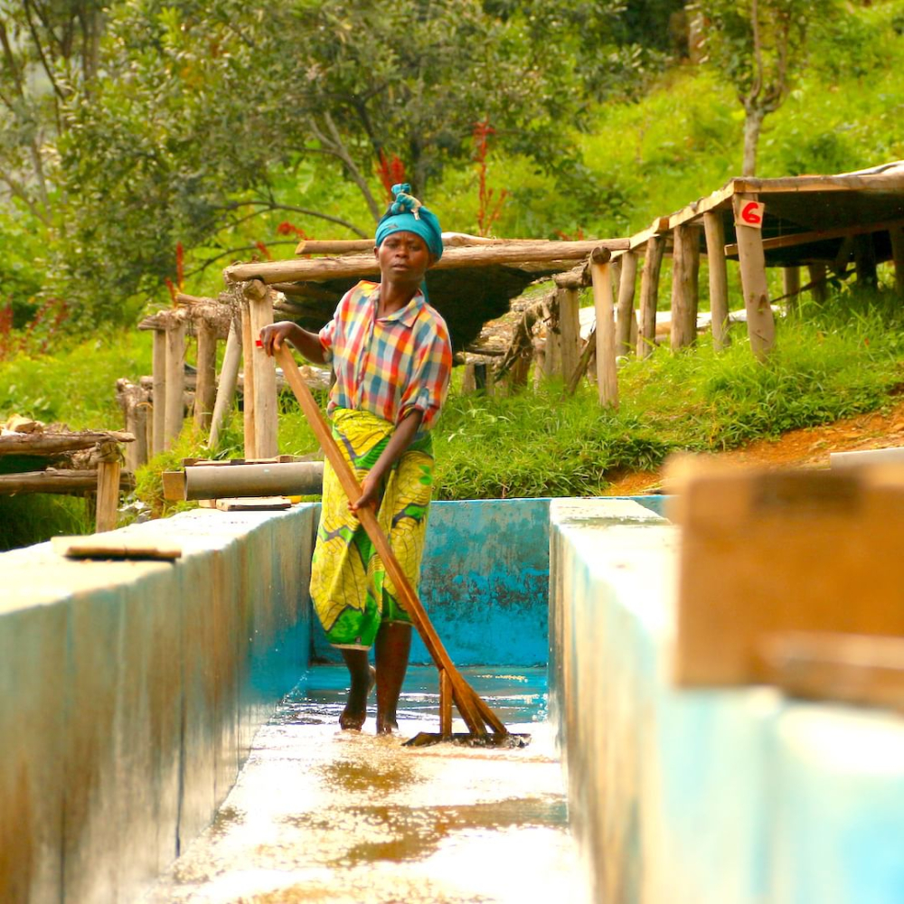 A Complete Guide to Rwandan Coffee Bean Varieties, Grading, and Washed Processing