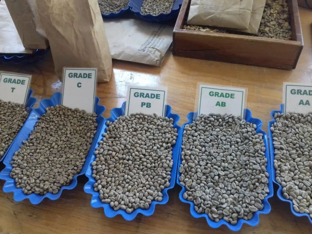 How to Choose Kenyan AA+ Coffee Beans? A Complete Guide to K72 Washed Process & Pour Over Parameters