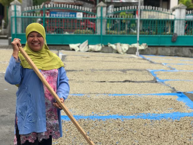 Gayo Mountain Golden Mandheling from Sumatra, Indonesia: Wet-Hulled Processing, Variety Evolution, and Pour Over Flavor Guide
