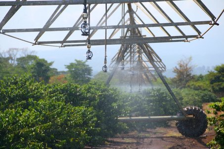 A Complete Guide to Tanzanian Kilimanjaro AA Coffee: Region, Washed Process & Pour Over Brewing Recommendations