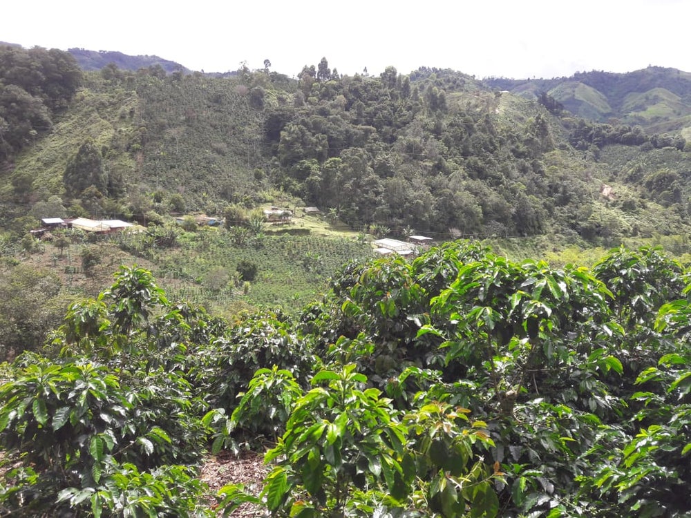 Flavor Profile Analysis and Optimal Brewing Parameters for Colombia's Five Premier Specialty Coffee Regions
