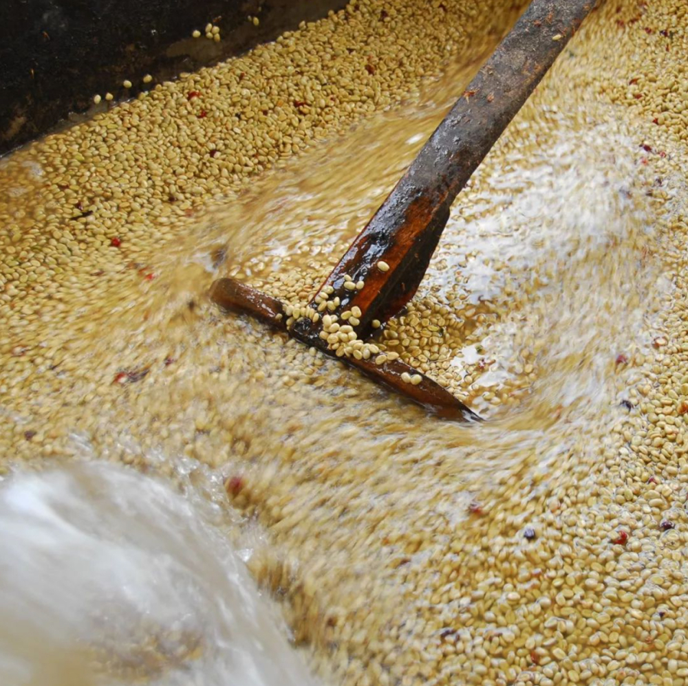 Complete Guide to Yirgacheffe Washed Process: Step-by-Step Breakdown, Flavor Profile, and Optimal Brewing Parameters