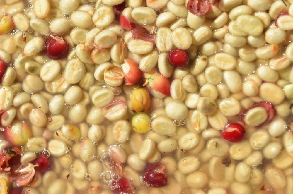 Complete Guide to Yirgacheffe Washed Process: Step-by-Step Breakdown, Flavor Profile, and Optimal Brewing Parameters