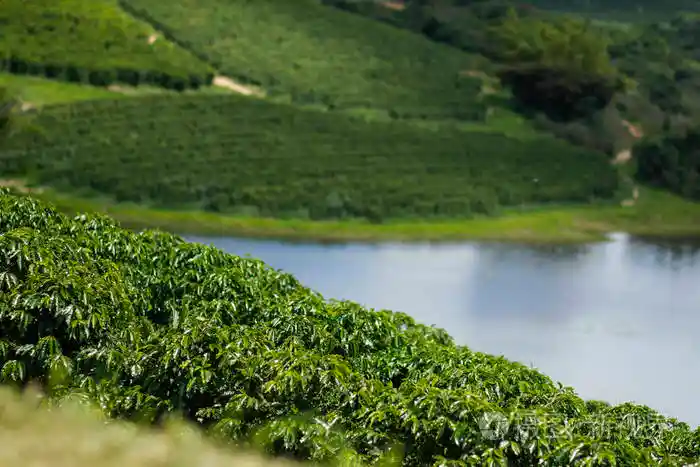 How to Brew Brazilian Red Bourbon Pour-Over Coffee? A Complete Guide to Brewing Parameters and Regional Flavors