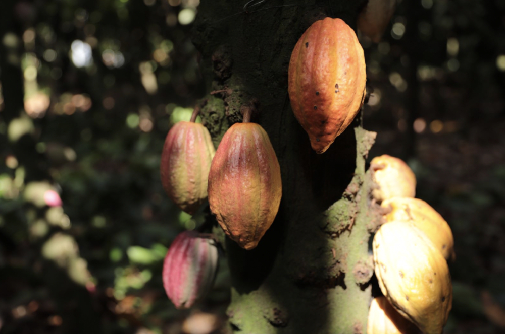 What's the difference between cacao beans and coffee beans? 3 recommended cacao-flavored coffee beans and brewing suggestions
