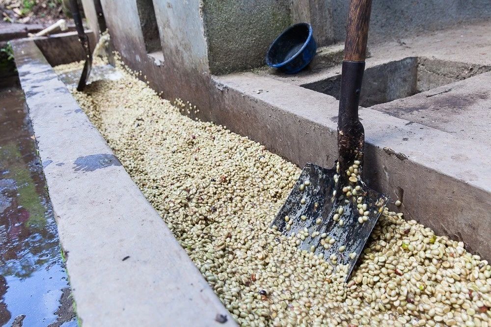 Yirgacheffe Coffee Drip Bag Flavor Profile & Pour Over Brewing Guide: Mastering Floral-Fruity Aromas and Bright Acidity