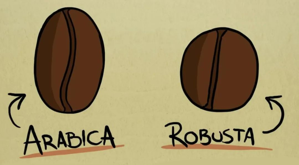Essential Guide for Pour Over Beginners: How to Choose Arabica Coffee Beans & Flavor Profiles of 8 Major Varieties