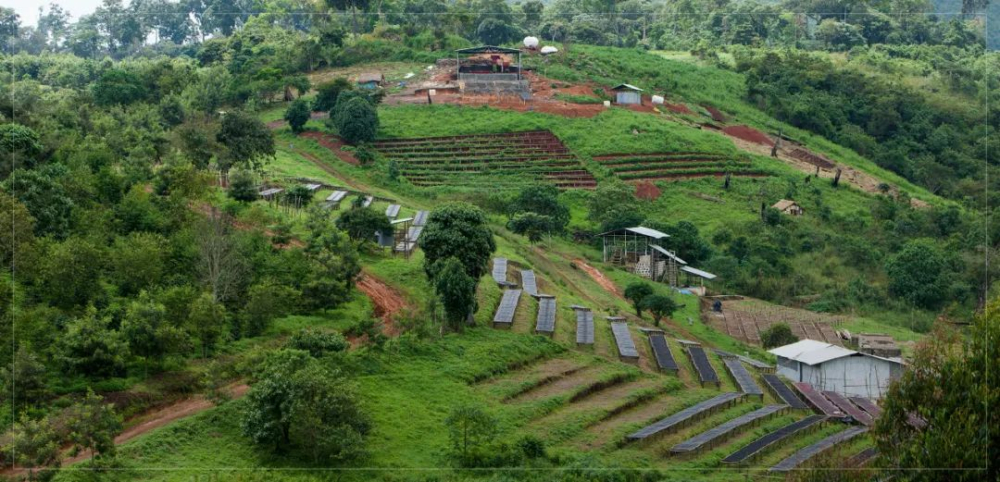 How to choose between washed and natural Yirgacheffe? Understand everything from regional flavors to pour over parameters in one go