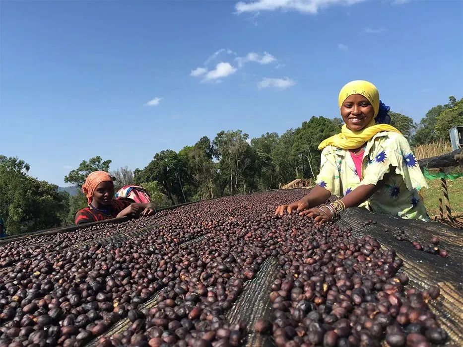 A Complete Guide to Ethiopian Hua Kui Coffee: Origin, Processing Method, and Pour Over Brewing Recommendations