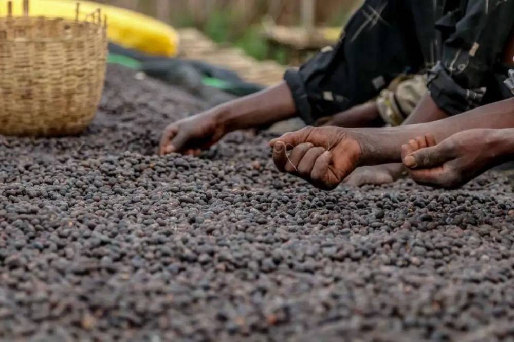 How to Roast Ethiopian Yirgacheffe Huakui Coffee Beans? Flavor Analysis and Buying Guide for Light, Medium, and Dark Roasts