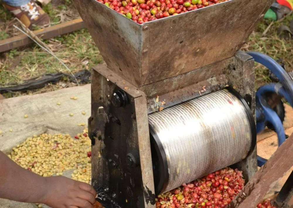 Indonesian Sumatra Mandheling Pour Over Guide: How Wet-Hulling Affects Flavor and Suitable Origins
