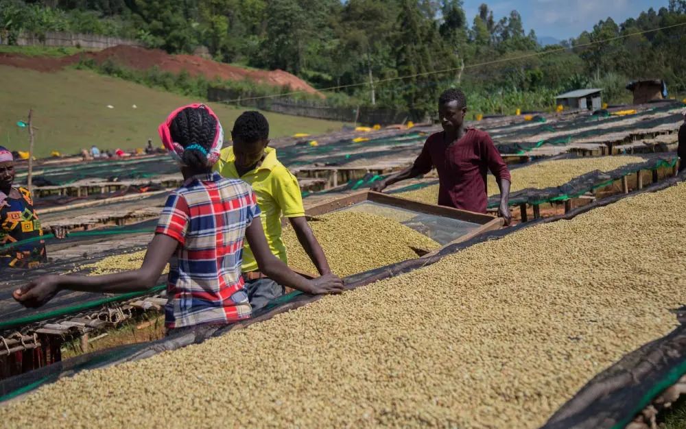 Yirgacheffe vs. Sidamo Huakui: Analysis of Washed vs. Sun-Dried Differences + Moka Pot Brewing Practical Guide