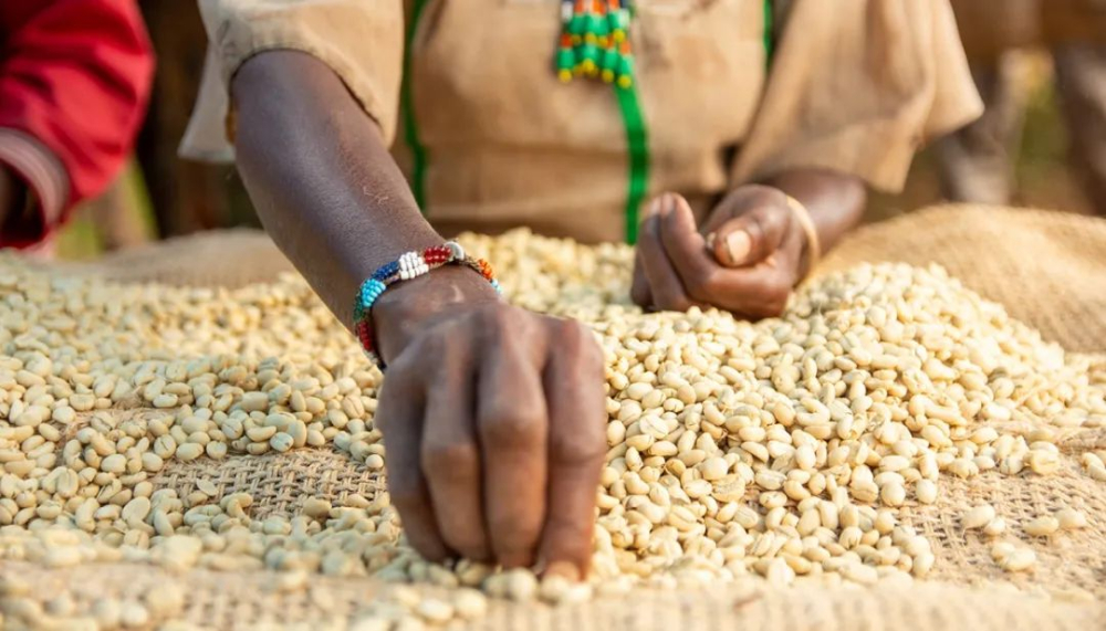 A Complete Guide to Ethiopian Yirgacheffe Coffee: Region Story, Flavor Profile, and Pour Over Parameters