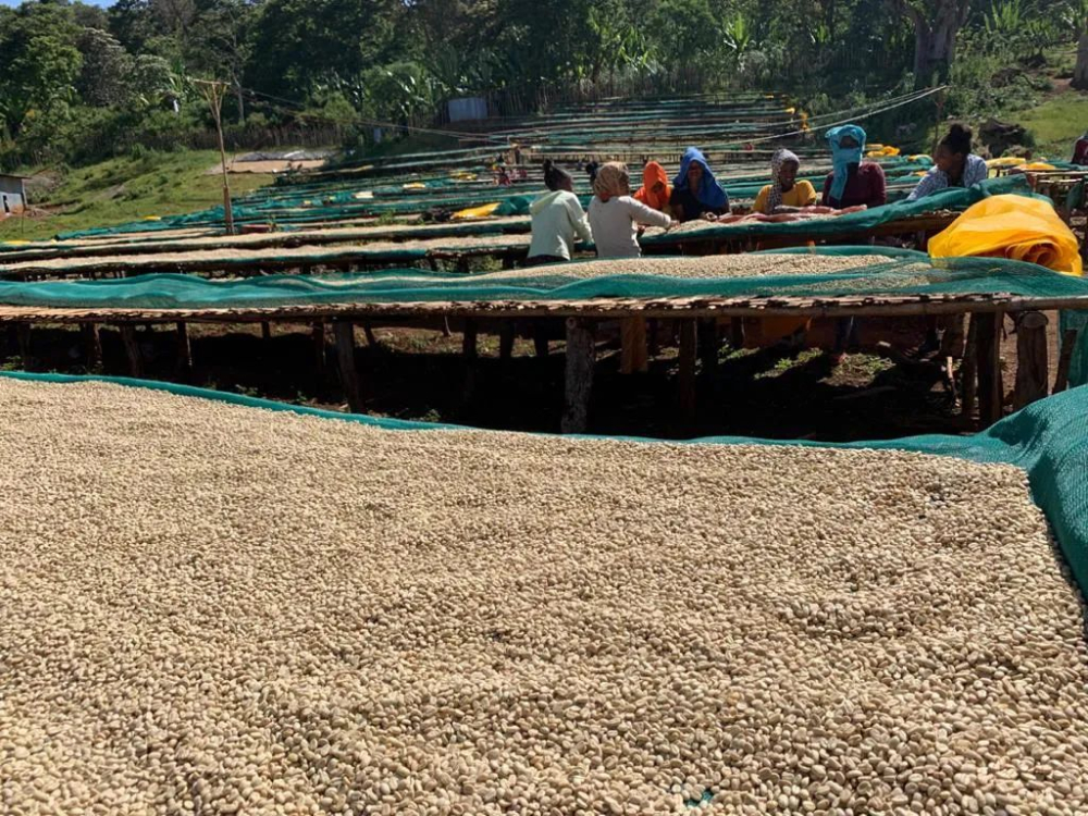 Complete Guide to Ethiopian Yirgacheffe Drip Bag Coffee: Brewing Tips and Flavor Profile