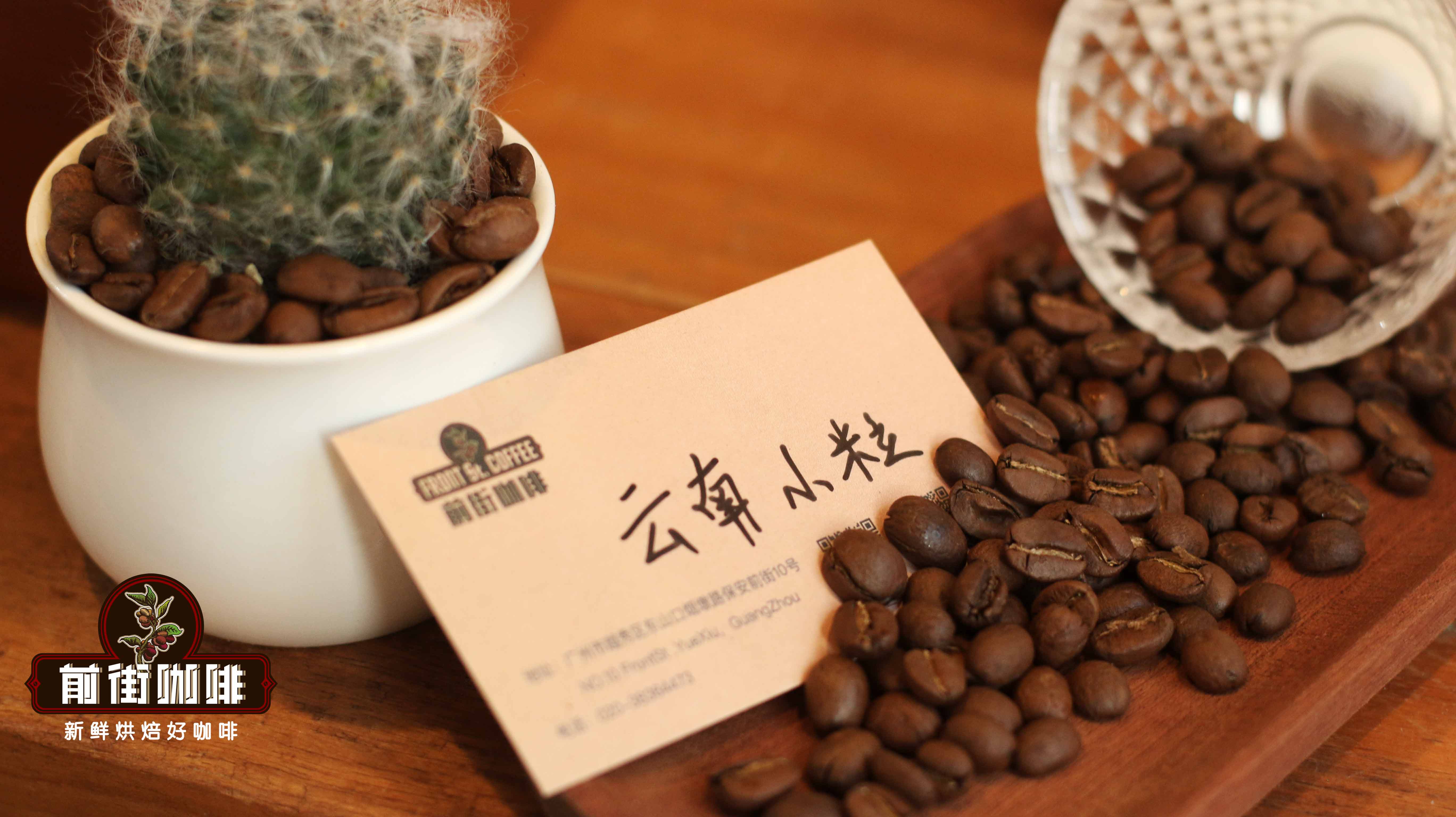 A Comprehensive Guide to Yunnan Coffee Varieties: Catimor, Typica & Everyday Beans — Brewing Tips