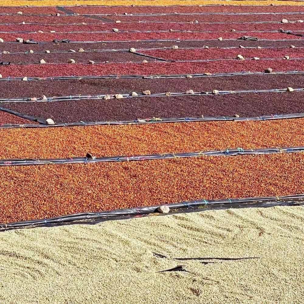 The Ultimate Guide to Honey Process Coffee: Differences Between Yellow, Red, and Black Honey & Pour Over Parameters
