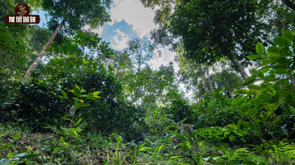 How to Choose Yunnan Coffee Beans? A Complete Guide from Regional Flavors to Grinding and Brewing