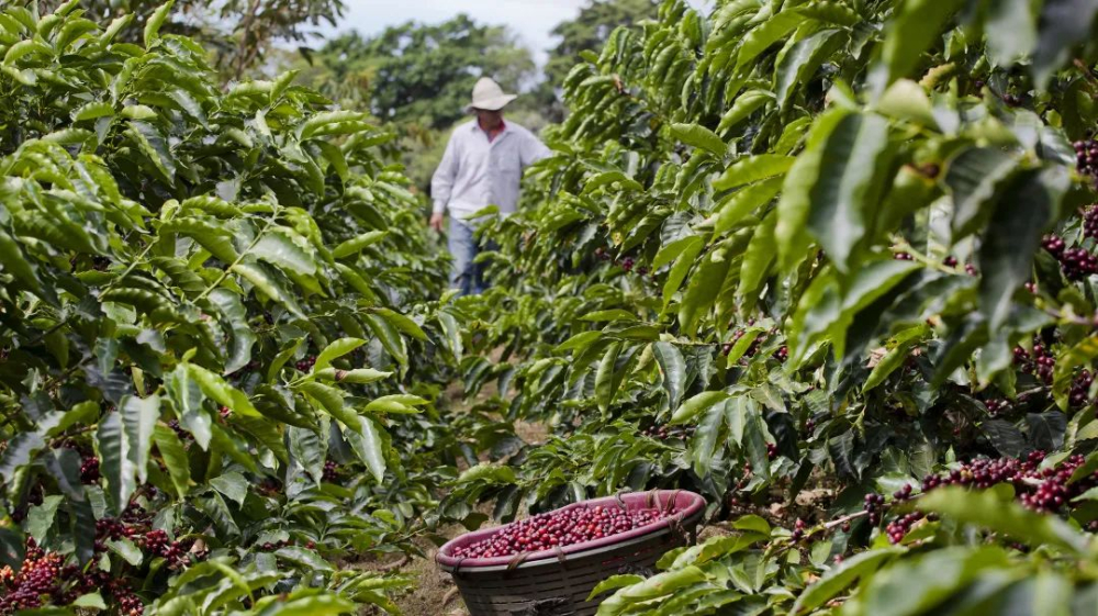 How to Choose Costa Rica Tarrazú Coffee Beans? A Complete Guide to SHB Grade, Washed Processing, and Flavor Profiles