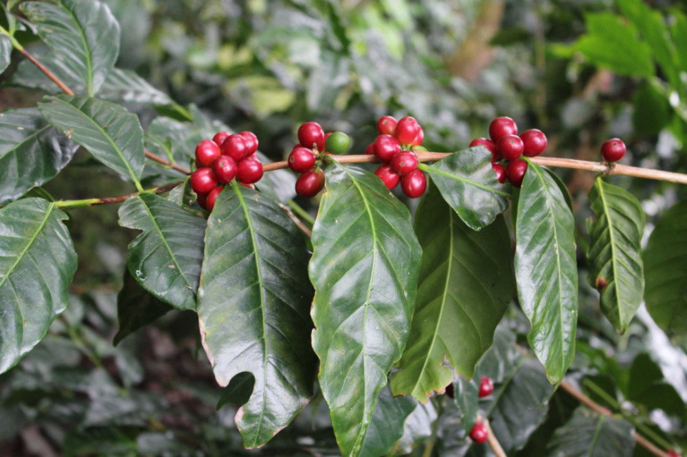 Flavor Profile of Bourbon Coffee Beans: From Réunion Origins to High-Altitude Specialty Cultivation