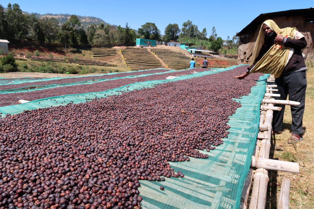 Ethiopian Yirgacheffe Coffee Beans: A Citrusy Floral Profile for Light Roast Pour Over and Cold Brew