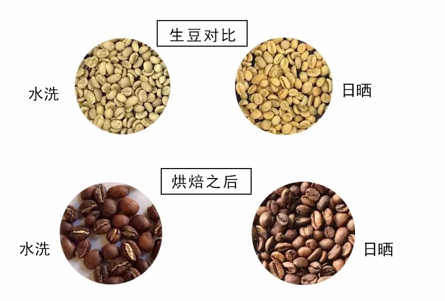 Complete Guide to Specialty African Coffee Beans: Flavor Profiles and Processing Methods of Regions Like Ethiopia and Kenya