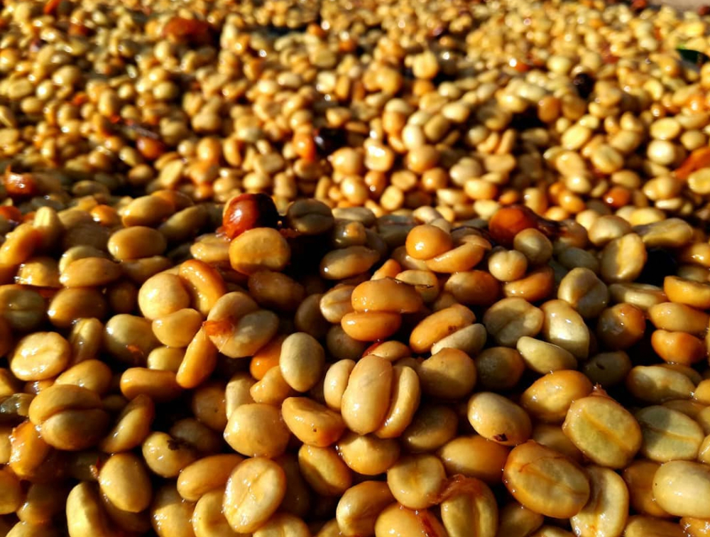 Complete Guide to Specialty African Coffee Beans: Flavor Profiles and Processing Methods of Regions Like Ethiopia and Kenya