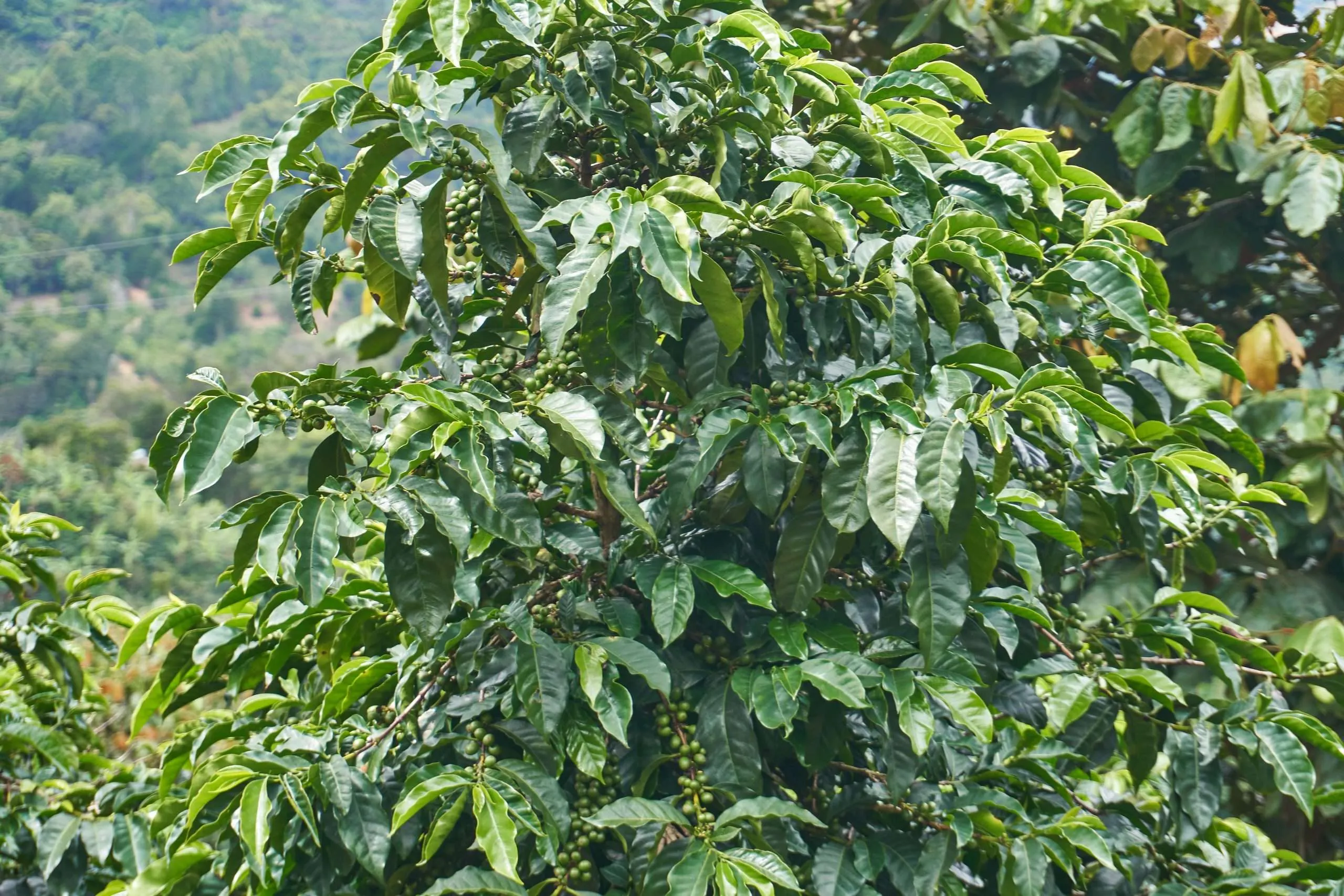 Africa vs. Americas Specialty Coffee Beans: A Comprehensive Analysis of Terroir & Flavor with Pour Over Recommendations
