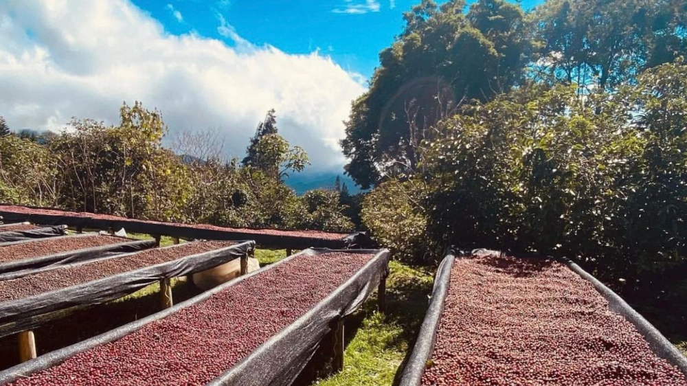 Analysis of Panamanian Specialty Coffee Flavors: From Volcanic Soil to Pour Over Recommendations