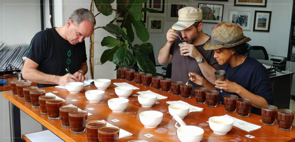 How to Choose Gesha Village Coffee Beans? A Complete Guide to Pricing, Batches, and Purchase Recommendations