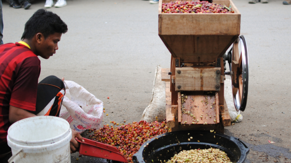 Introduction to Indonesian Mandheling Coffee: Flavor Analysis of Wet-Hulled Process & Buying Guide for Golden Mandheling