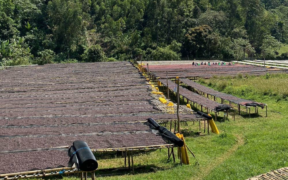 Ethiopia Yirgacheffe Aricha Factory Sun-Dried Beans: A Complete Guide to Flavor Profile and Processing Techniques