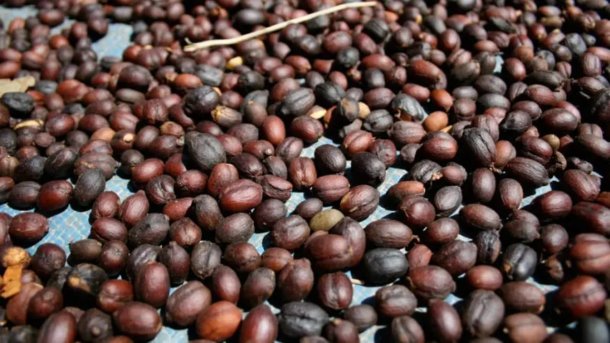 Decoding the Flavors of Yirgacheffe Wocha: A Guide to Pour Over and Processing Techniques for Ethiopian Wetland Coffee