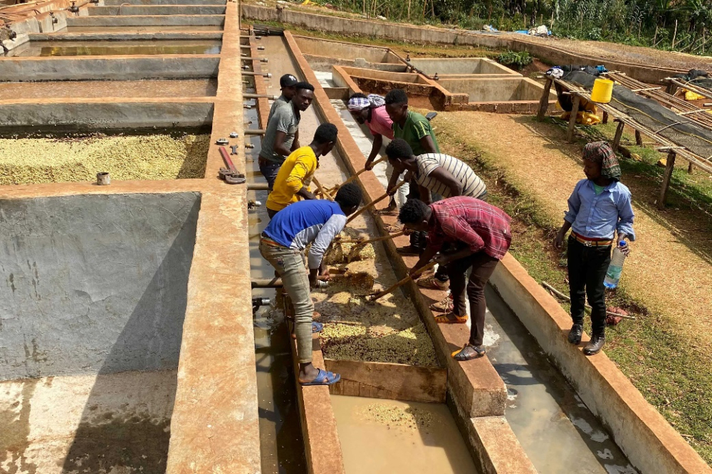 A Comprehensive Guide to Ethiopian Yirgacheffe Natural Beans: Flavor Profile & Pour Over Parameters