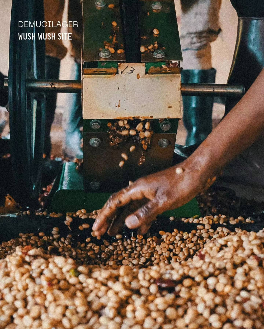 A Comprehensive Guide to Ethiopian Yirgacheffe Natural Beans: Flavor Profile & Pour Over Parameters