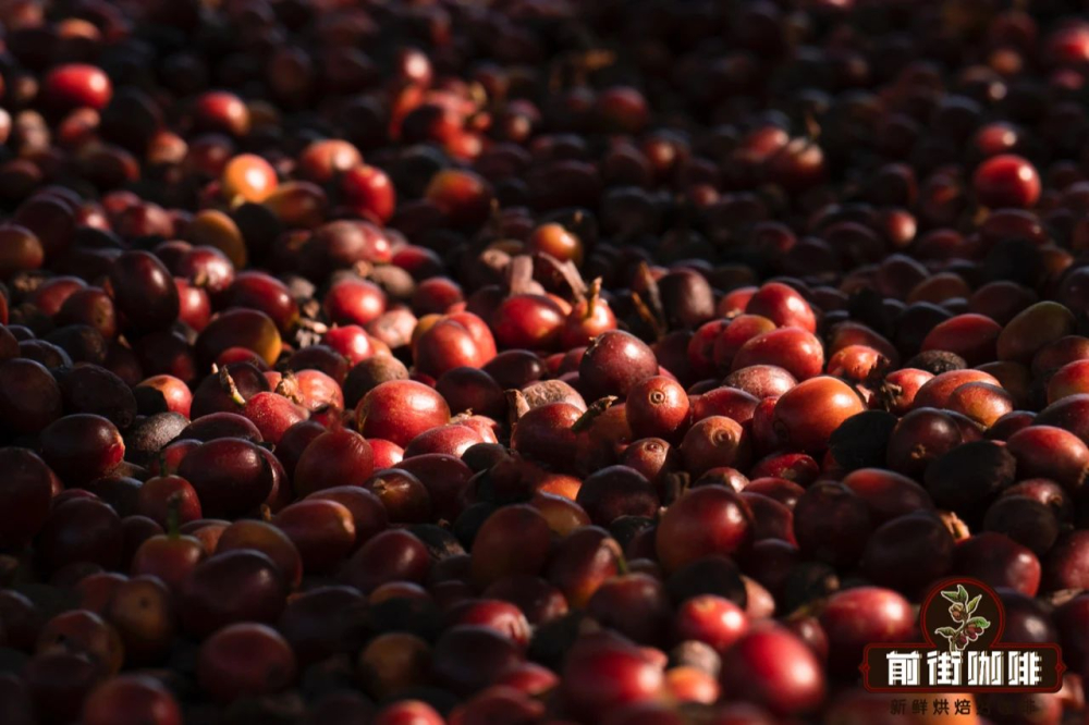Flavor Profile of Yunnan Typica and Catimor | French Press Brewing Parameters and Guide