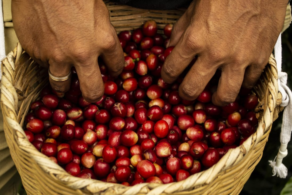 How to Choose Colombian Coffee Beans? Understand Flavor, Regions, and Grading All at Once
