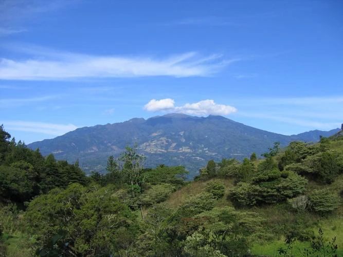 Panama Geisha Pour Over Guide: Bohique Region Characteristics, Cold Brew Methods, and Green Label Flavor Profile