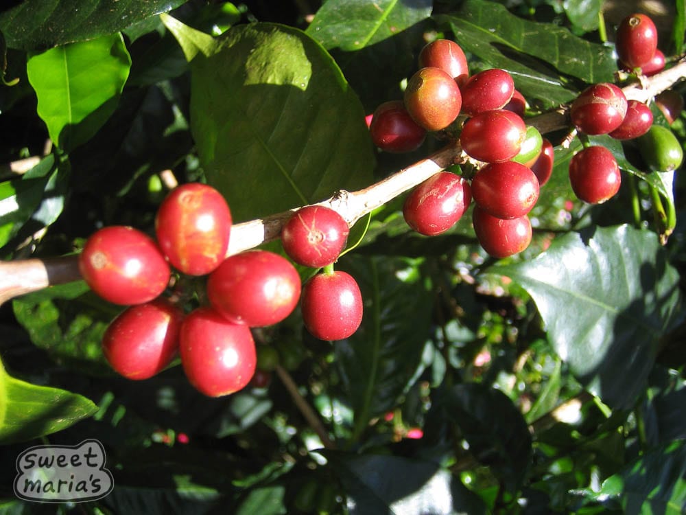Analysis of Costa Rica & Panama Geisha Blends: Flavor Secrets of Single-Origin Hybrid Beans & Pour Over Guide