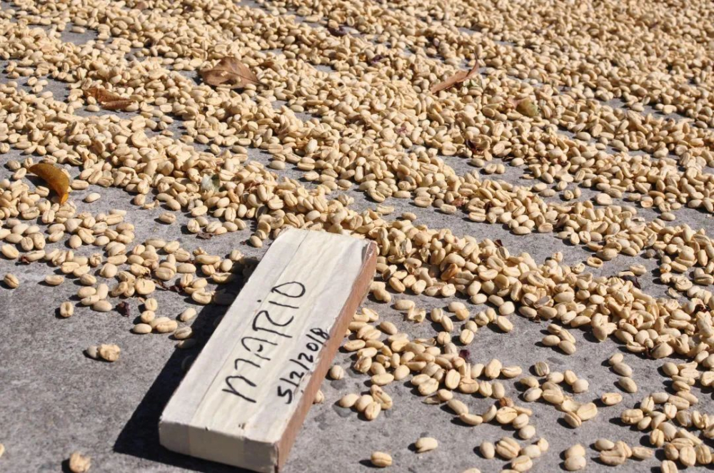 A Complete Guide to the Three Major Processing Methods of Panamanian Geisha & V60 Pour Over Parameters