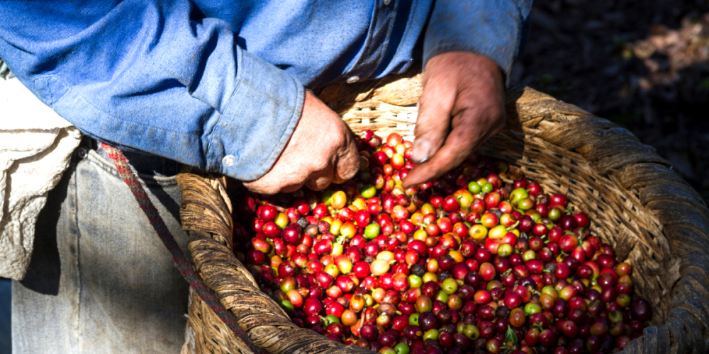 How to Drink Costa Rican Coffee? A Complete Guide to Pour Over Bean Recommendations and Honey Processed Bean Prices
