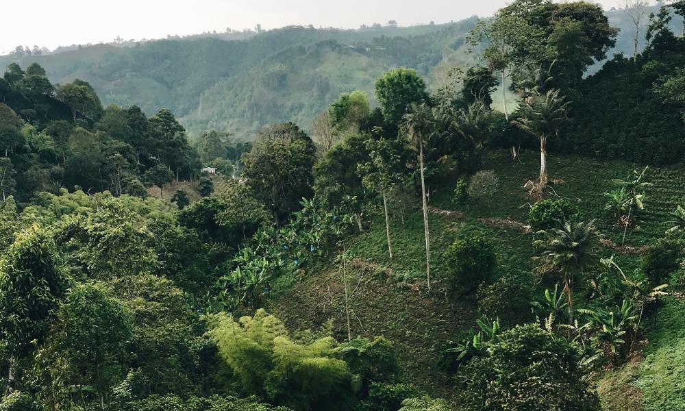How to Brew Colombian Huila Coffee Beans? Exploring Nutty & Cocoa Flavors & Optimal Pour Over Settings