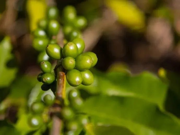 What is Slender Bourbon coffee? Reasons for its high price and flavor comparison with Geisha