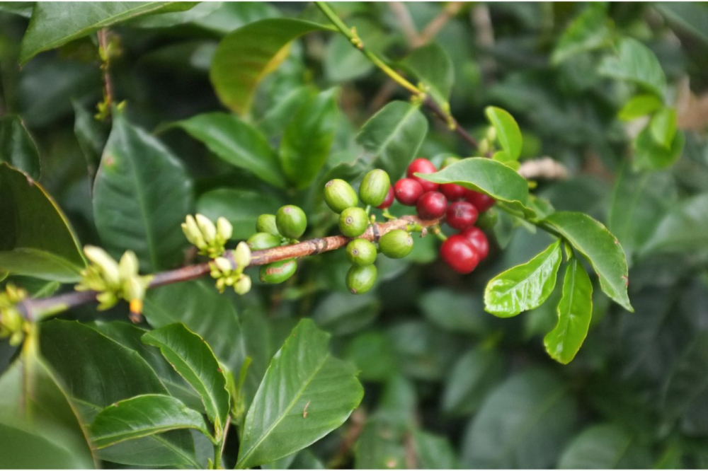 Single-Origin Coffee Acidity Explained | A Beginner’s Guide to Fruit Acids and Pour Over Flavor