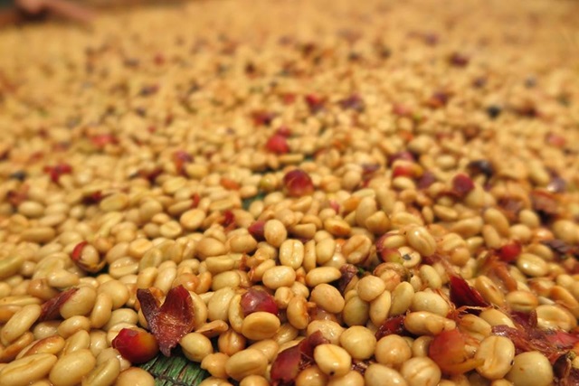 A Flavor Comparison of Two Classic Processing Methods in Costa Rica's Tarrazú Region and Pour Over Recommendations