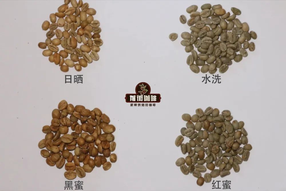Costa Rica Musician Series: Honey Process vs. Raisin Honey Process – Flavor Differences and Brewing Guide