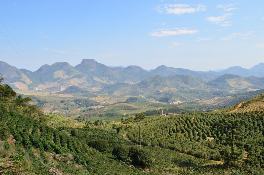 A Complete Flavor Guide to Premium Latin American Coffee Beans: Beginner-Friendly Pour Over Recommendations from Brazil to Blue Mountain