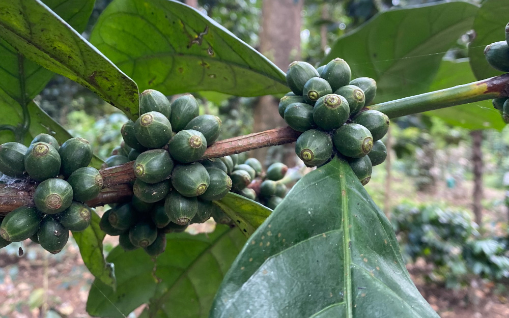 A Comprehensive Guide to Arabica Coffee Varieties: Flavor Profiles and Market Positions from Typica to Geisha