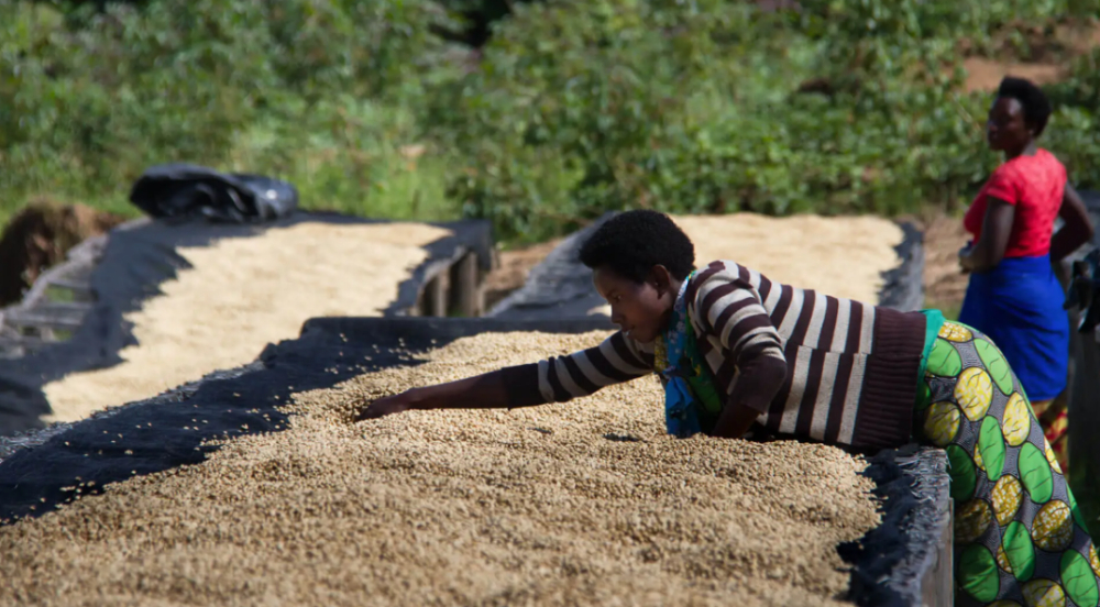 A Comprehensive Guide to Ethiopian Coffee Beans: How Varieties, Cultivation, and Processing Methods Influence Flavor