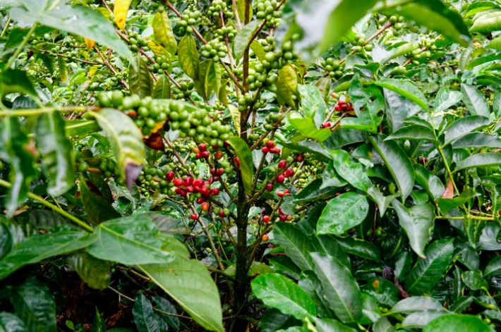Complete Guide to Ethiopian Coffee Bean Varieties: From Heirloom to Processing Methods – A Must-Read for Pour Over Enthusiasts
